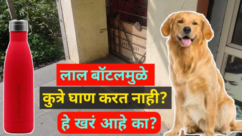 लाल रंगामुळे कुत्रे घाण करत नाही? खरं आहे का? : Doesn't red make dogs dirty? 2 .Doesn't red make dogs dirty? is it true?