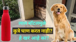 लाल रंगामुळे कुत्रे घाण करत नाही? खरं आहे का? : Doesn't red make dogs dirty? 3 Doesn't red make dogs dirty? is it true?2